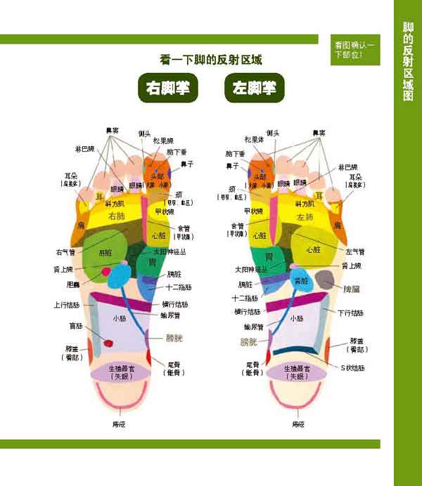 脚的反射区域图(1)+-+《家庭足部按摩》相关信