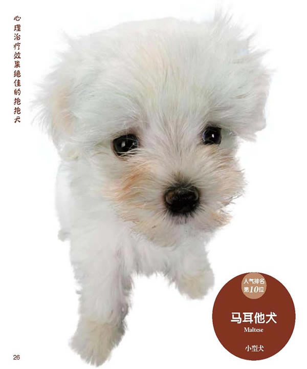 马耳他犬(1),超人气狗狗的选购和驯养指南-优米荐书