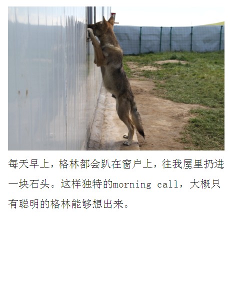 插图(5) - 《<em>我家有</em>狼<em>初长成</em>》相关信息 - <em>我家有</em>